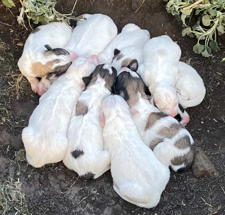 Great Pyrenees Puppies